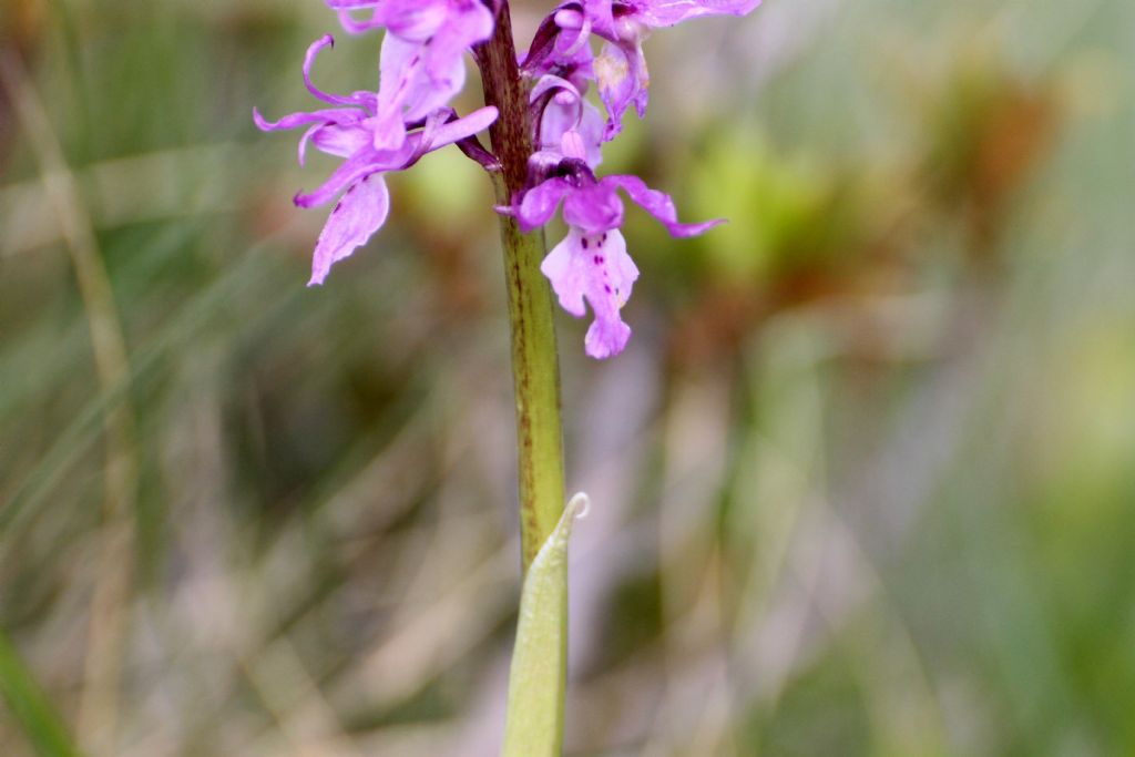 Orchis mascula ssp. speciosa?